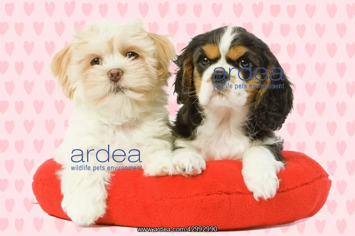 : Dog - Lhasa Apso & Cavalier King Charles Spaniel : Dog - Lhasa Apso & Cavalier King Charles Spaniel