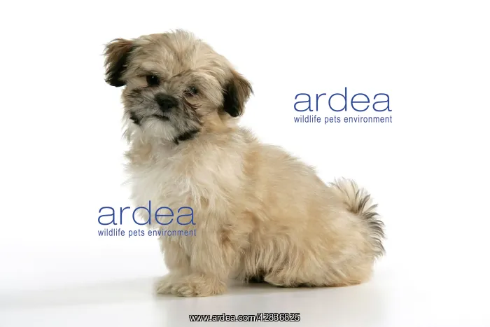  : DOG. Lhasa Apso, cross breed puppy