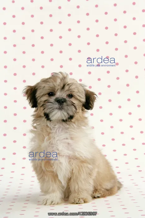  : DOG. Lhasa Apso, cross breed puppy