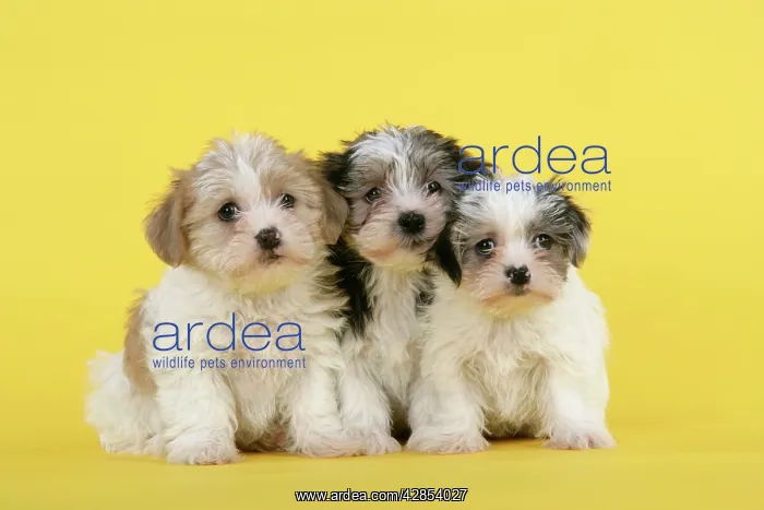  : Dog. Lhasa Apso cross puppies (7 weeks old)