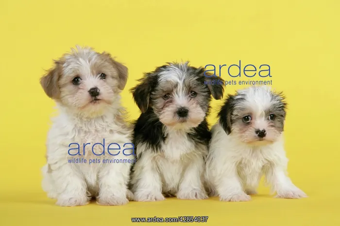  : Dog. Lhasa Apso cross puppies (7 weeks old)
