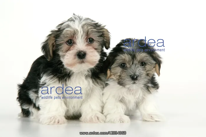  : Dog. Lhasa Apso cross puppies (7 weeks old)