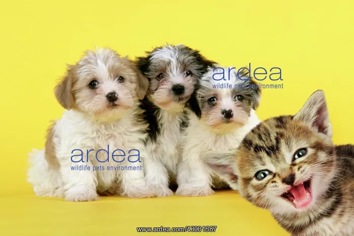 : Dog Lhasa Apso cross puppies (7 weeks old) : Dog Lhasa Apso cross puppies (7 weeks old)