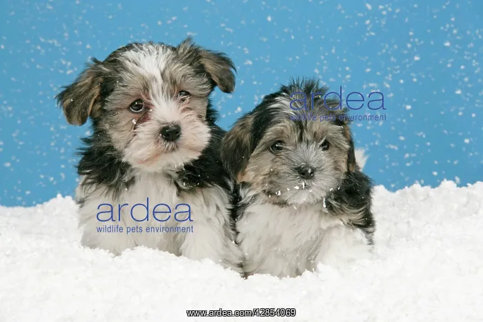  : Dog. Lhasa Apso cross puppies (7 weeks old) in snow