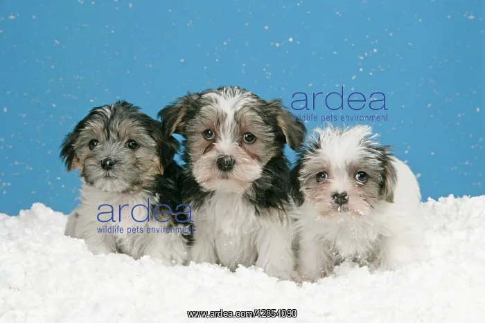  : Dog. Lhasa Apso cross puppies (7 weeks old) in snow