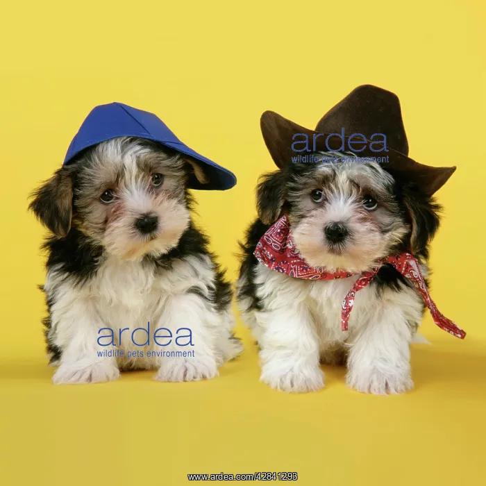  : Dog. Lhasa Apso cross puppies (7 weeks old) wearing