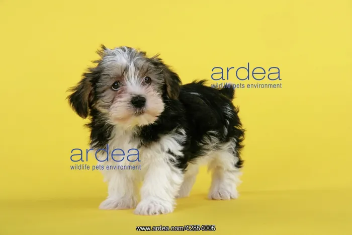  : Dog. Lhasa Apso cross puppy (7 weeks old)