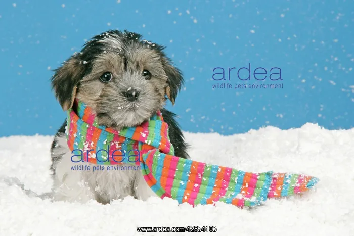 : Dog. Lhasa Apso cross puppy (7 weeks old) with : Dog. Lhasa Apso cross puppy (7 weeks old) with