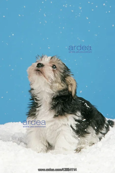  : Dog. Lhasa Apso cross puppy (7 weeks old)