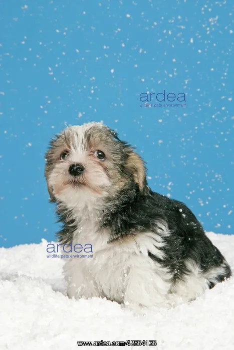  : Dog. Lhasa Apso cross puppy (7 weeks old)
