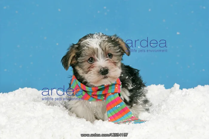 : Dog. Lhasa Apso cross puppy (7 weeks old) with : Dog. Lhasa Apso cross puppy (7 weeks old) with