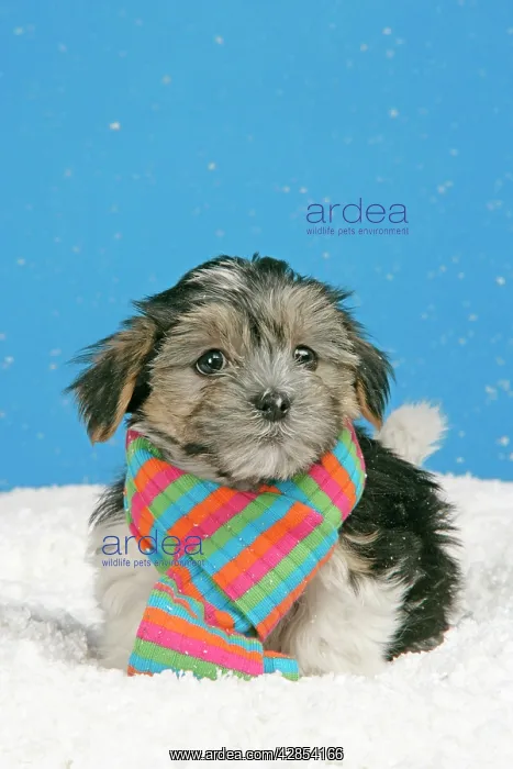 : Dog. Lhasa Apso cross puppy (7 weeks old) with : Dog. Lhasa Apso cross puppy (7 weeks old) with