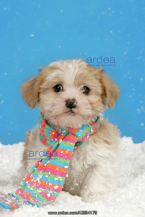 : Dog. Lhasa Apso cross puppy (7 weeks old) with : Dog. Lhasa Apso cross puppy (7 weeks old) with