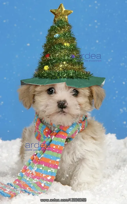  : Dog. Lhasa Apso cross puppy (7 weeks old) with
