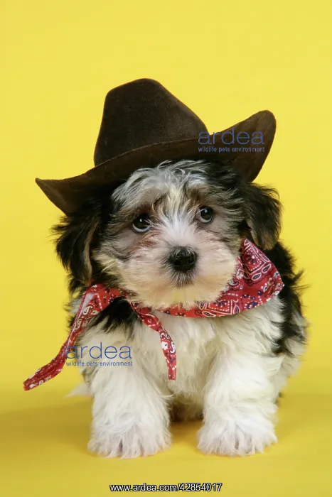 : Dog. Lhasa Apso cross puppy (7 weeks old) in cowboy outfit : Dog. Lhasa Apso cross puppy (7 weeks old) in cowboy outfit