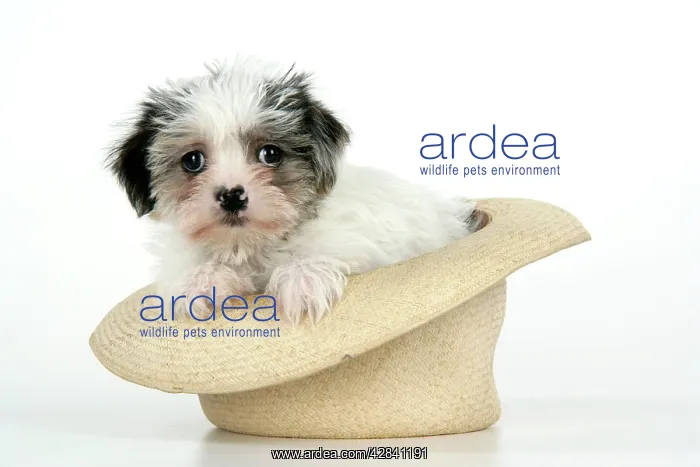  : Dog. Lhasa Apso cross puppy (7 weeks old) in hat