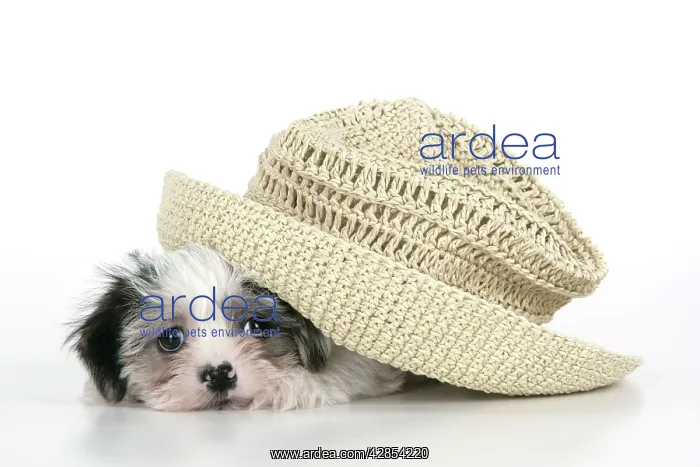  : Dog. Lhasa Apso cross puppy (7 weeks old) under hat