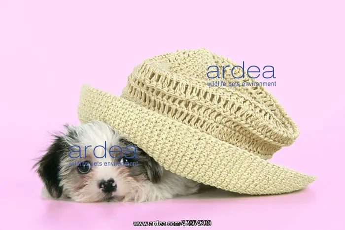  : Dog. Lhasa Apso cross puppy (7 weeks old) under hat
