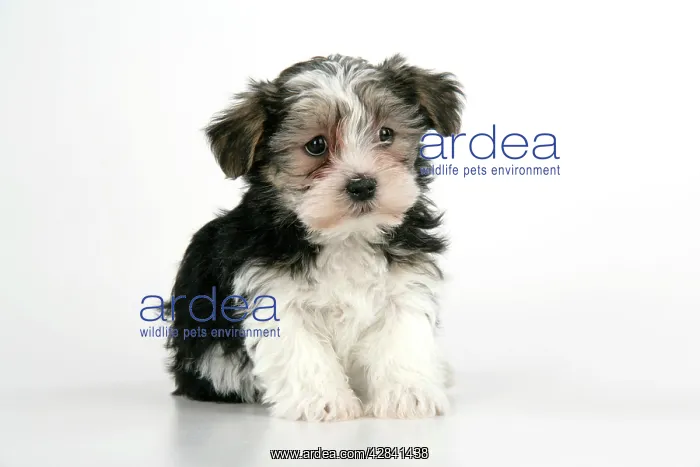 : Dog. Lhasa Apso cross puppy (7 weeks old) sitting down : Dog. Lhasa Apso cross puppy (7 weeks old) sitting down