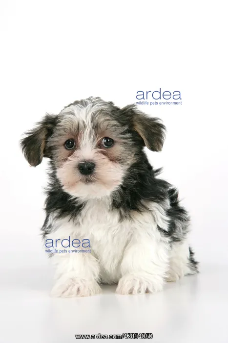 : Dog. Lhasa Apso cross puppy (7 weeks old) sitting down : Dog. Lhasa Apso cross puppy (7 weeks old) sitting down