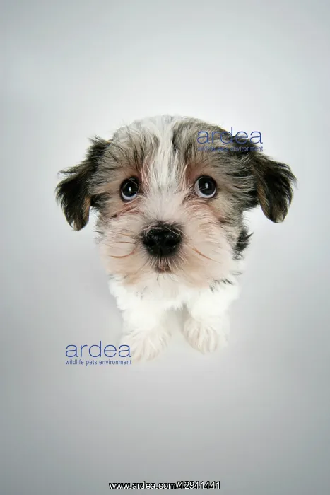 : Dog. Lhasa Apso cross puppy (7 weeks old) sitting : Dog. Lhasa Apso cross puppy (7 weeks old) sitting