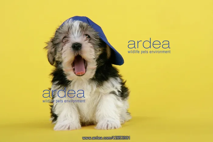 : Dog. Lhasa Apso cross puppy (7 weeks old) wearing : Dog. Lhasa Apso cross puppy (7 weeks old) wearing