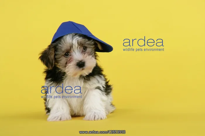 : Dog. Lhasa Apso cross puppy (7 weeks old) wearing blue cap : Dog. Lhasa Apso cross puppy (7 weeks old) wearing blue cap