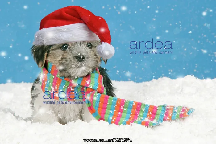 : Dog. Lhasa Apso cross puppy wearing scarf and red Christmas : Dog. Lhasa Apso cross puppy wearing scarf and red Christmas