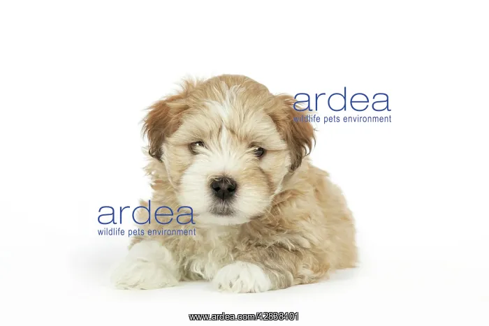  : Dog - Lhasa Apso cross Shih Tzu 7 weeks old puppy