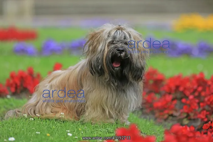 : Dog, Lhasa Apso, flower meadow, Arnsberg, North : Dog, Lhasa Apso, flower meadow, Arnsberg, North