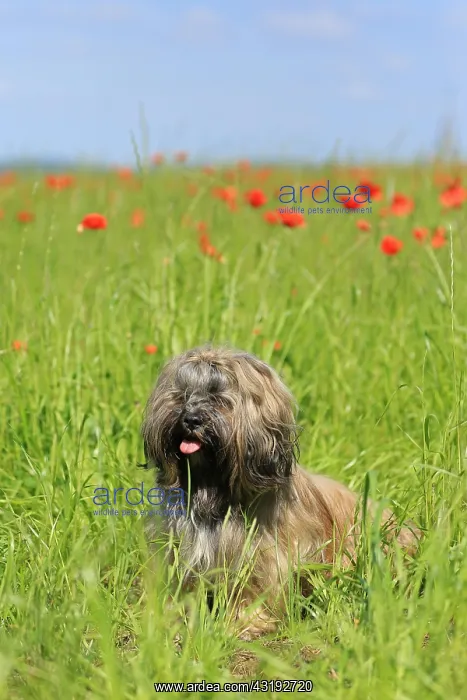 : Dog, Lhasa Apso, flower meadow, Arnsberg, North : Dog, Lhasa Apso, flower meadow, Arnsberg, North