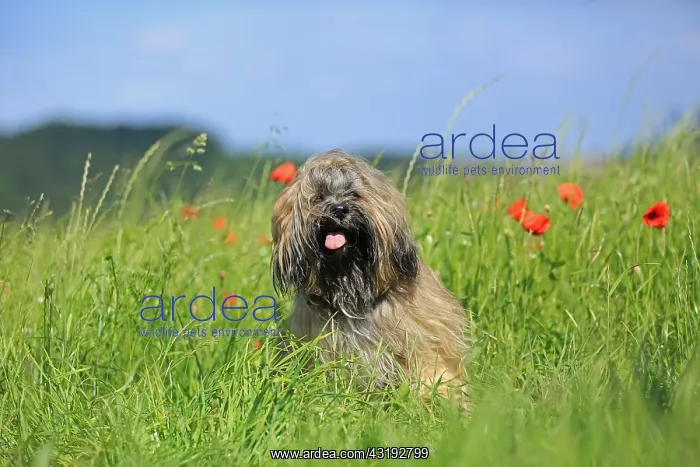 : Dog, Lhasa Apso, flower meadow, Arnsberg, North : Dog, Lhasa Apso, flower meadow, Arnsberg, North