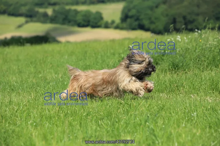 : Dog, Lhasa Apso, flower meadow, running, Arnsberg : Dog, Lhasa Apso, flower meadow, running, Arnsberg
