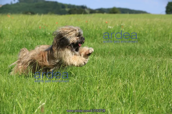 : Dog, Lhasa Apso, flower meadow, running, Arnsberg : Dog, Lhasa Apso, flower meadow, running, Arnsberg