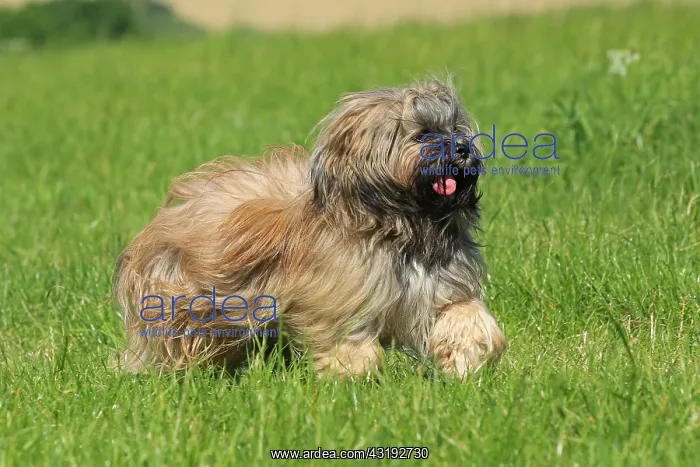 : Dog, Lhasa Apso, flower meadow, running, Arnsberg : Dog, Lhasa Apso, flower meadow, running, Arnsberg