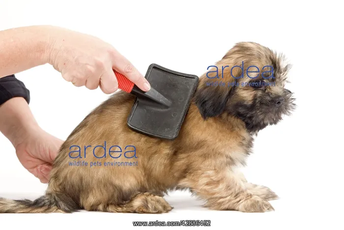  : Dog - Lhasa Apso being groomed in studio
