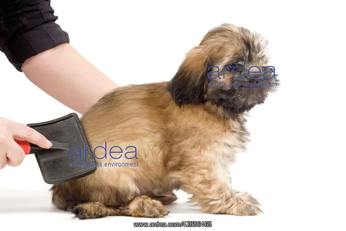  : Dog - Lhasa Apso being groomed in studio