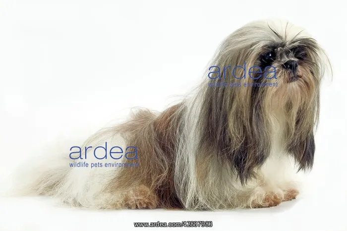 : Dog - Lhasa Apso, lying, side view : Dog - Lhasa Apso, lying, side view