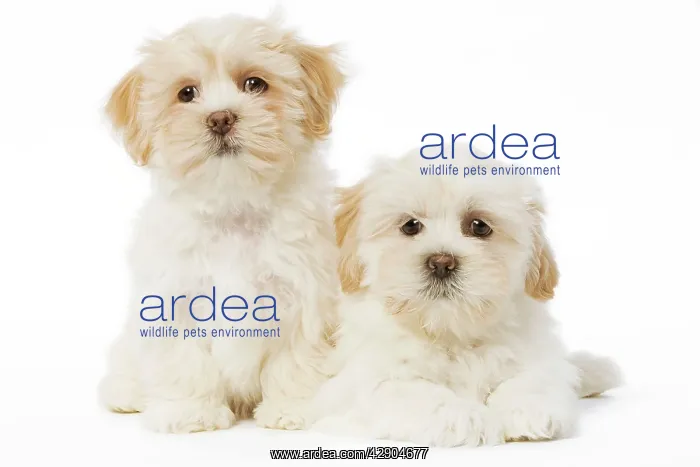  : Dog - Lhasa Apso puppies in studio