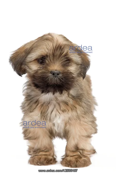  : Dog - Lhasa Apso - puppy
