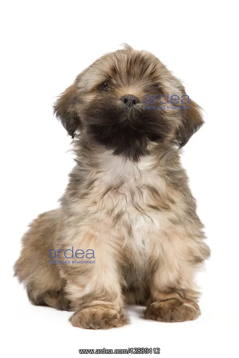 : Dog - Lhasa Apso - puppy