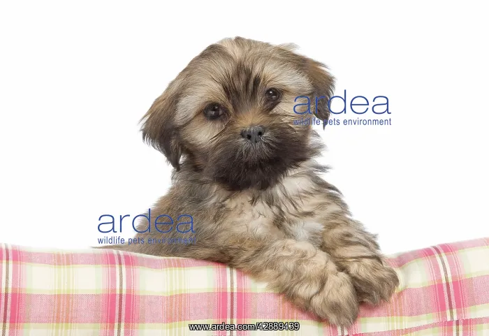  : Dog - Lhasa Apso - puppy