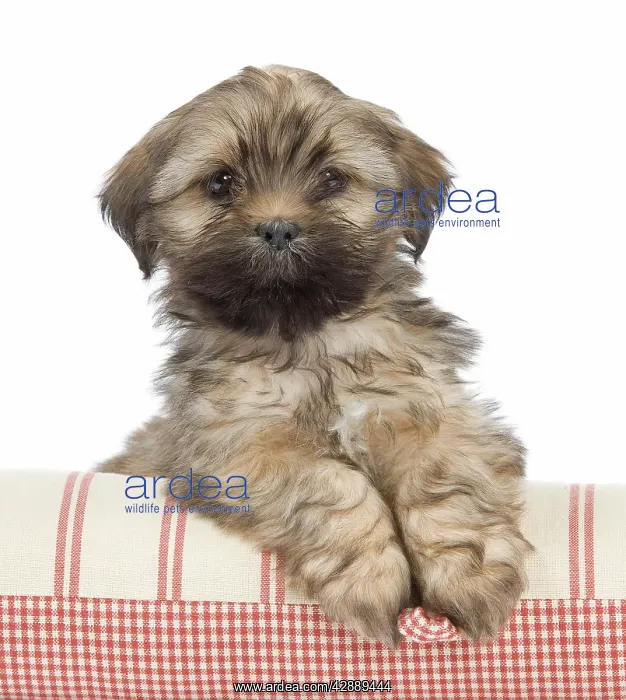  : Dog - Lhasa Apso - puppy