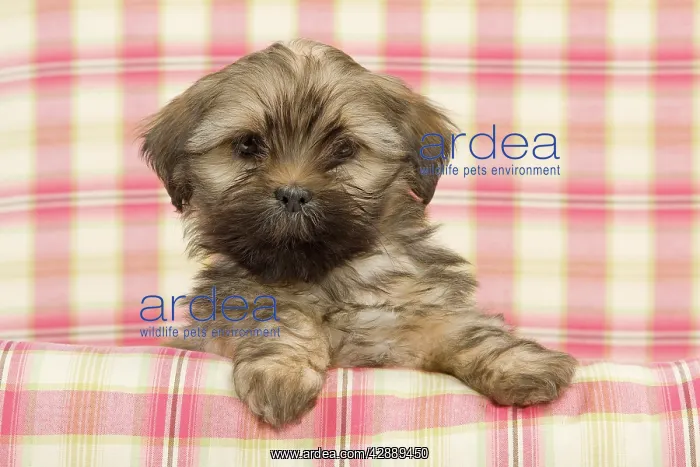  : Dog - Lhasa Apso - puppy