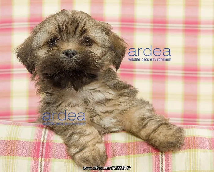  : Dog - Lhasa Apso - puppy