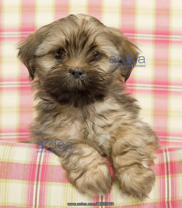  : Dog - Lhasa Apso - puppy