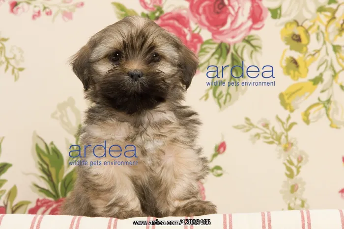  : Dog - Lhasa Apso - puppy