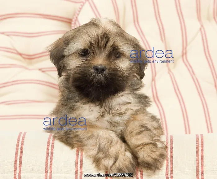  : Dog - Lhasa Apso - puppy