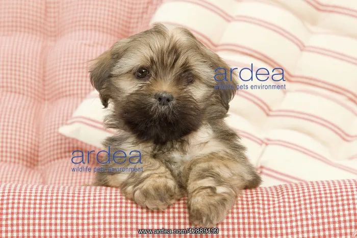  : Dog - Lhasa Apso - puppy