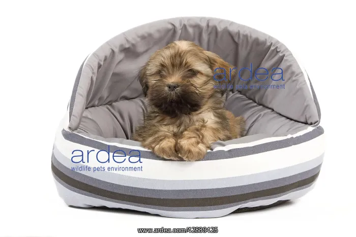  : Dog - Lhasa Apso - puppy - in bedding